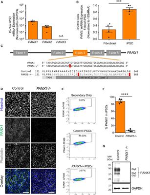 Pannexin 1 Influences Lineage Specification of Human iPSCs